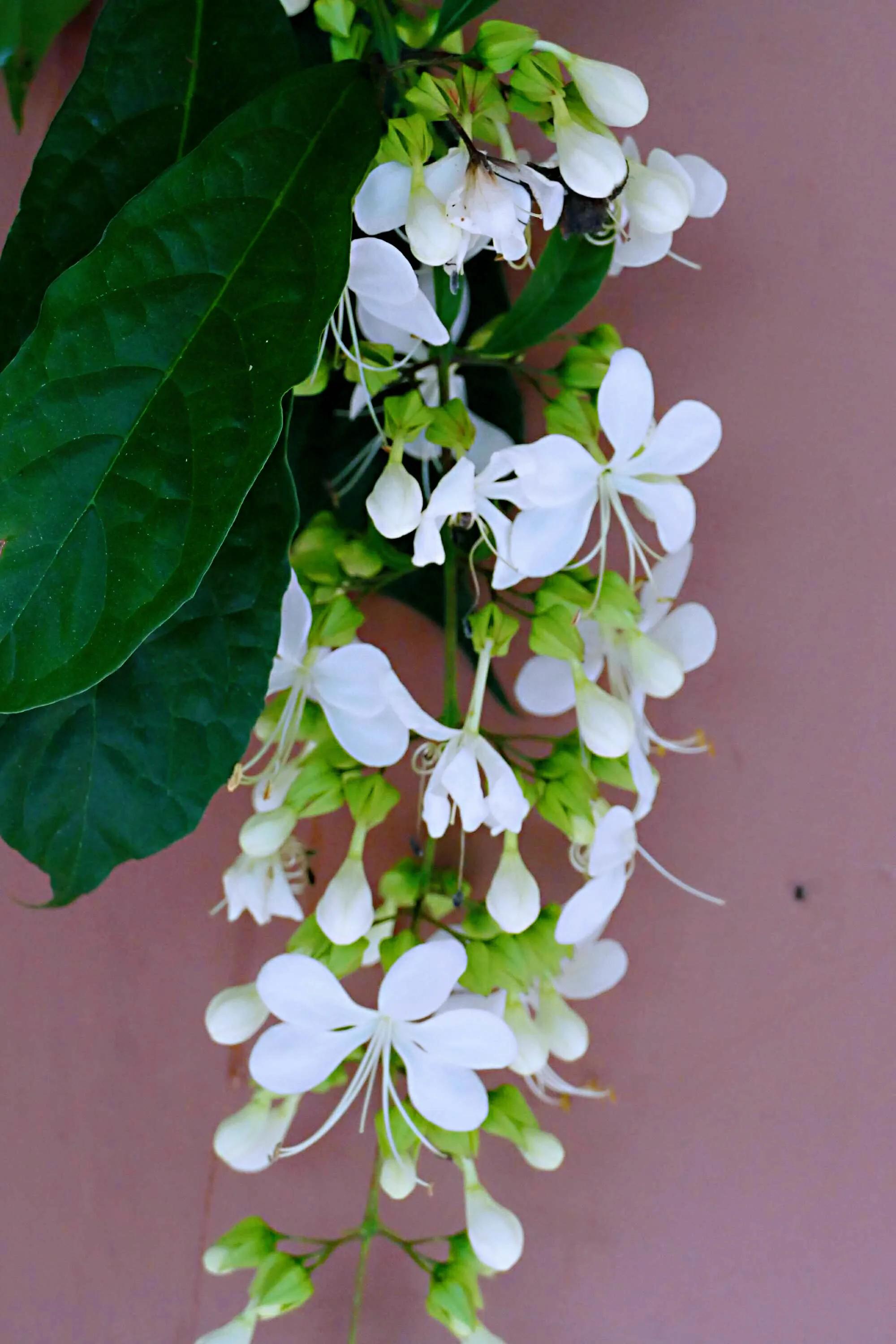 垂丝茉莉 花期3-7月 从花蕾形成到开花,约需15天左右.