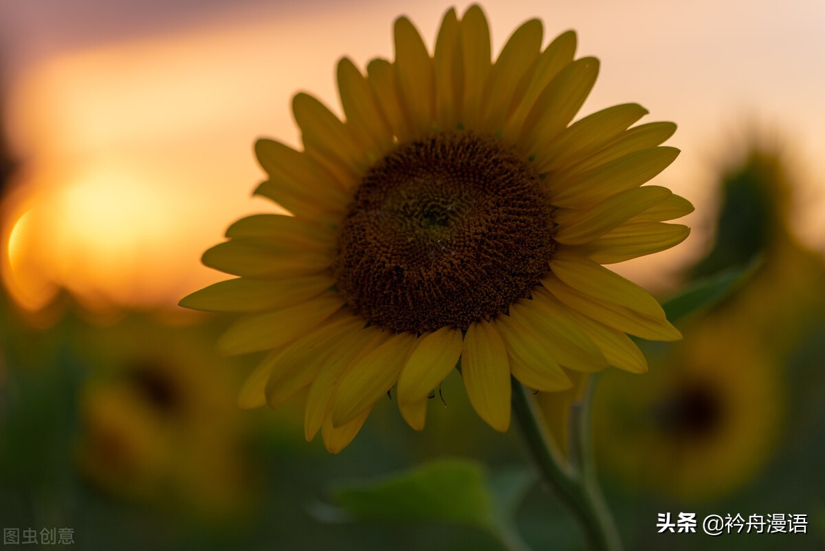 世界上第一名最美的花世界上最诡异漂亮的花