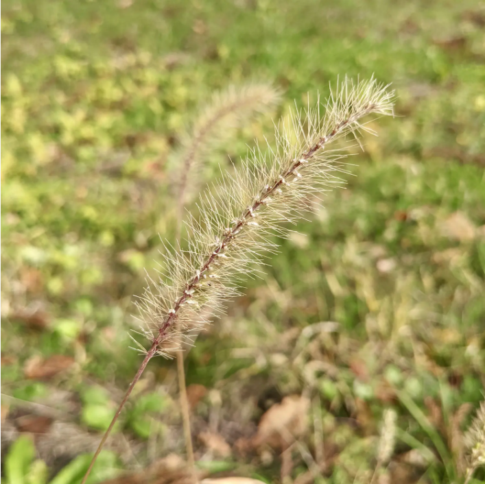 5种生火技巧,“零元购”助燃剂!丛林手工艺,体验露营高级玩法
