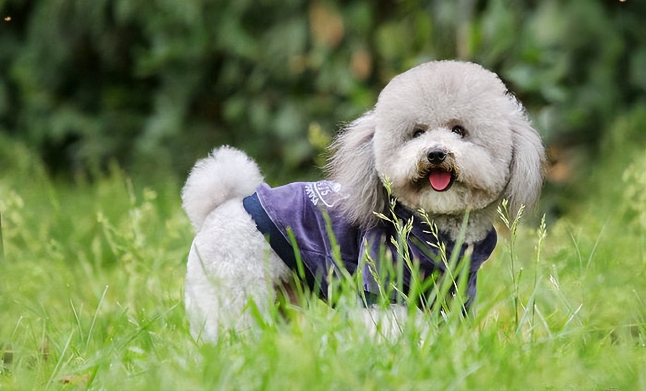 巨型贵宾犬多少钱贵宾犬多少钱一只