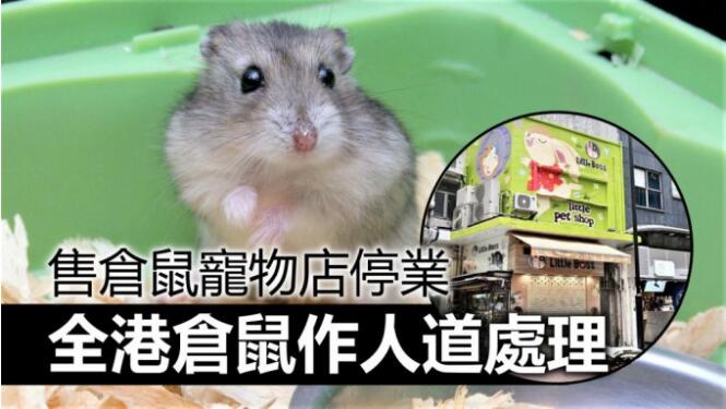 香港一宠物店11只仓鼠样本阳性宠物会传染给人吗