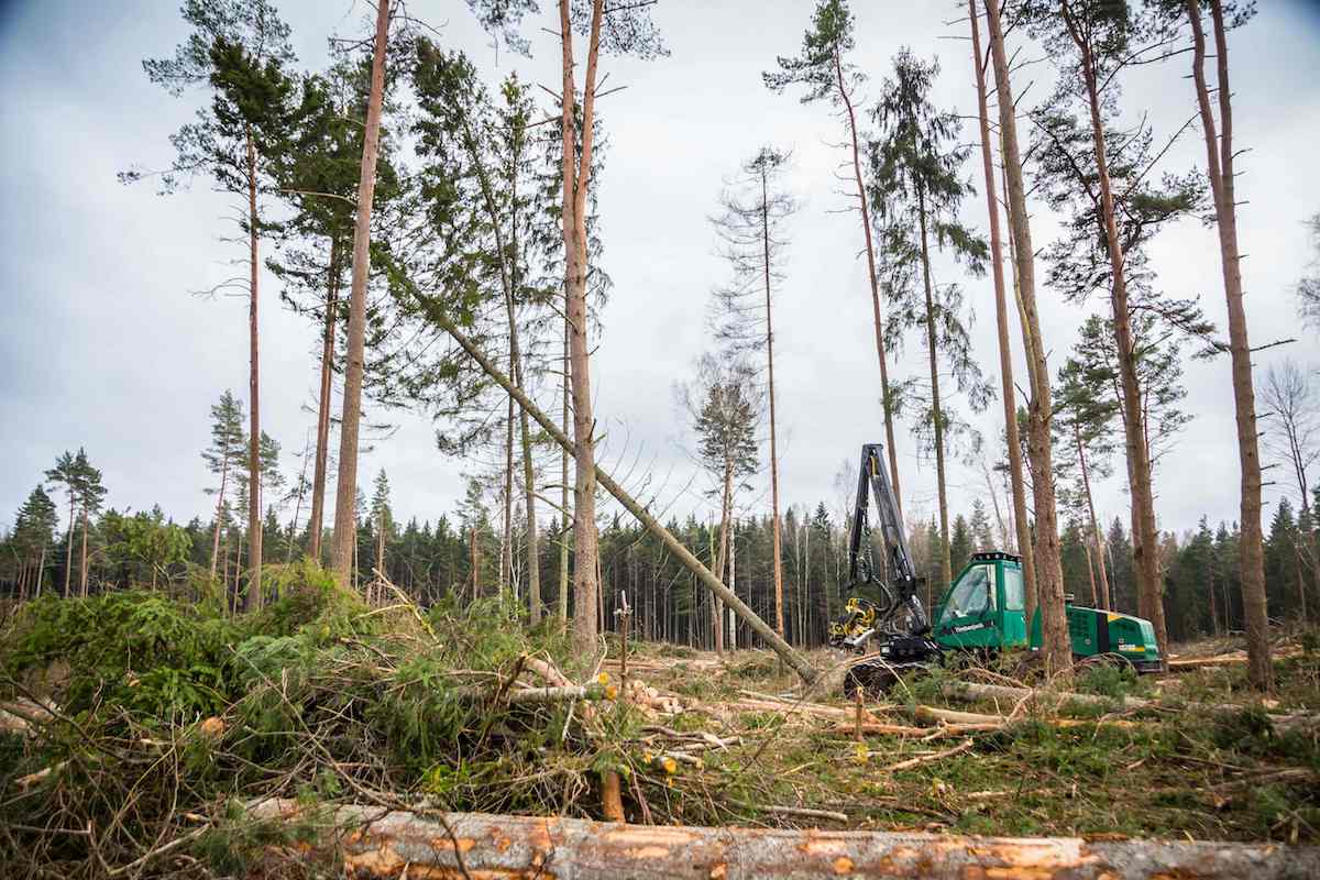 俄罗斯森林火灾世界森林日②地球警告森林正在受到严重破坏