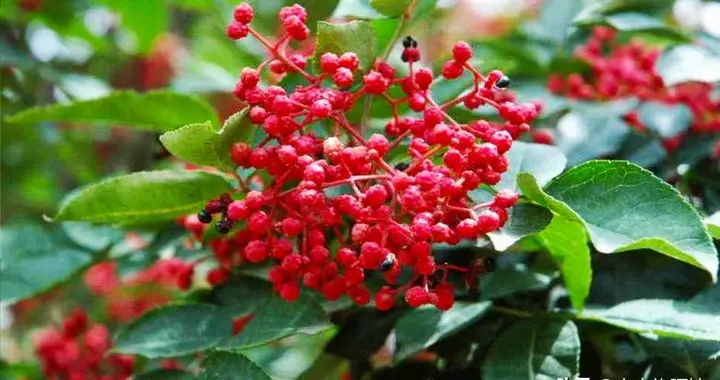 花椒怎么上短視頻教程（花椒怎么育苗？種子需要怎樣進行處理） 花椒怎么上短視頻教程（花椒怎么育苗？種子需要怎樣進行處理） 運營百科