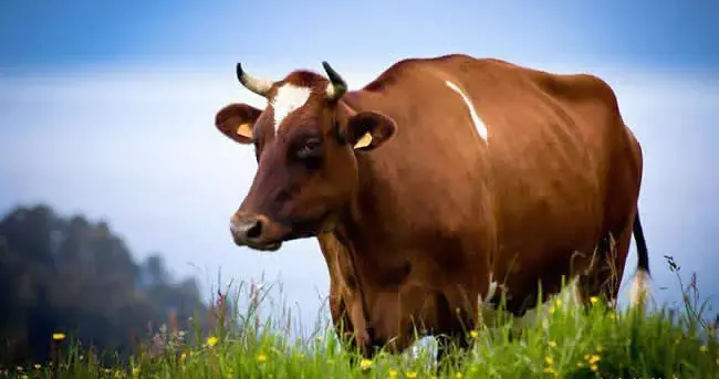 十二生肖算命（十二生肖当中，谁事业有成？谁碌碌无为）