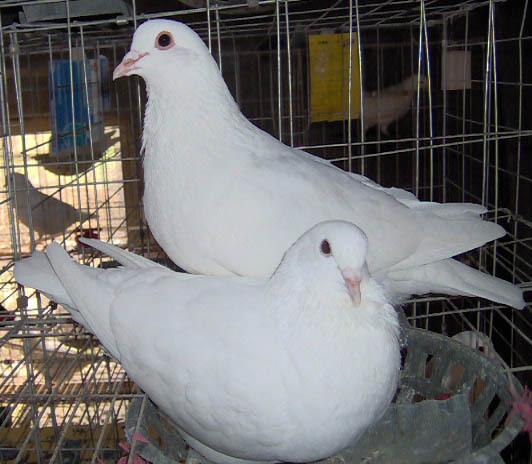 卡奴鸽特征:前额向前突出,头颈较粗,眼睛小而陷深,体躯浑圆,结实雄壮
