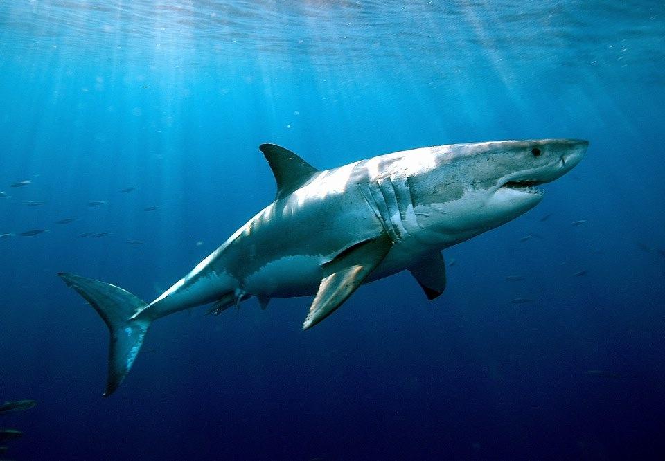 鲨鱼是不是哺乳动物（详解鲨鱼的物种特点及繁殖方式）
