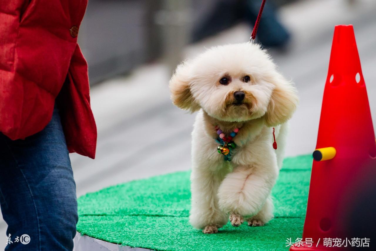 泰迪狗狗怀孕多少天生产（狗狗产后护理指南）