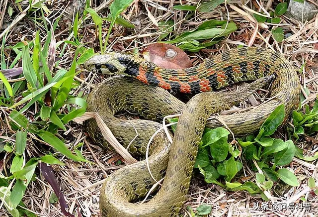 Who are the five common snakes in rural areas? Are they poisonous? What ...