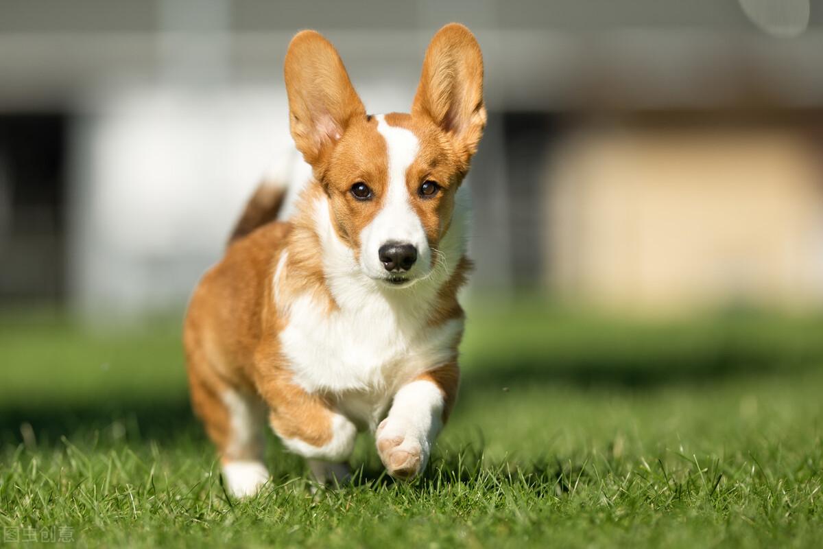 柯基犬为什么要断尾（细说柯基犬的优缺点）