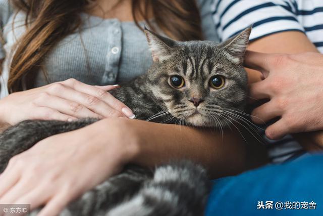 女不养狗男不养猫的原因，古人说男不养猫女不养狗