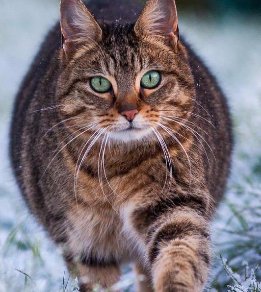 给流浪猫做绝育手术多少钱（流浪猫绝育机构推荐）