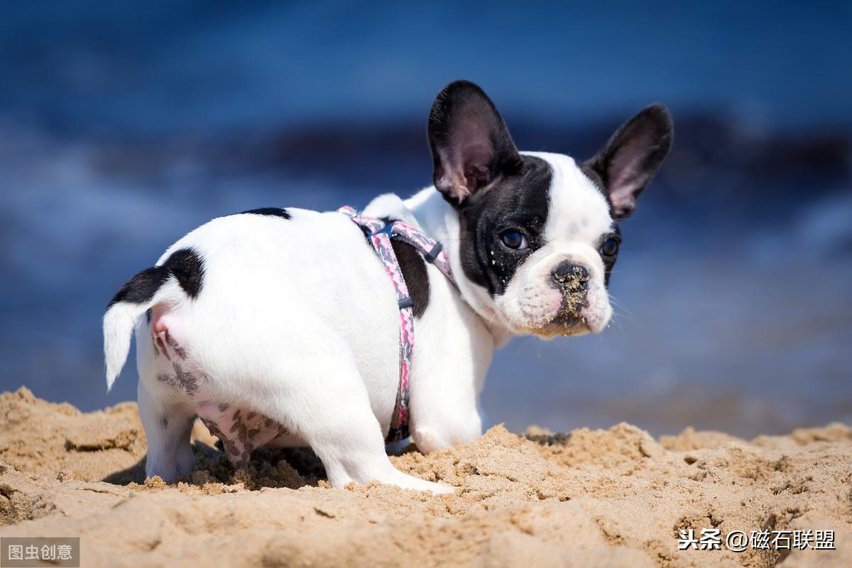 马犬身上臭味很重是什么原因导致的（马犬身上臭味很重的原因及解决方法）