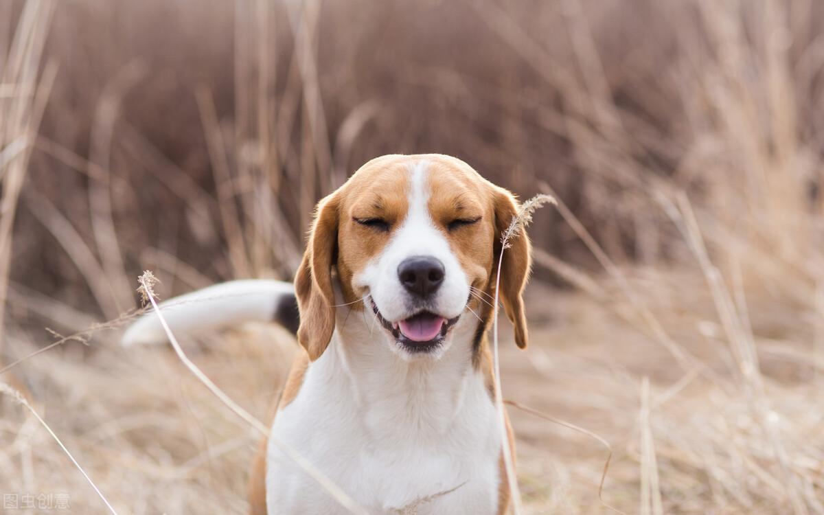 有什么方便携带的宠物狗（适合国内旅行的小型犬品种推荐）