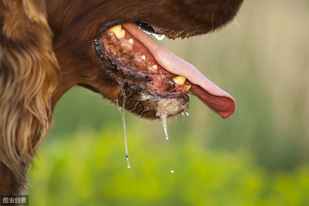 狗狗食道堵塞症状解析（如何判断及应对狗狗食道扩张引起的呕吐、咳嗽等问题）