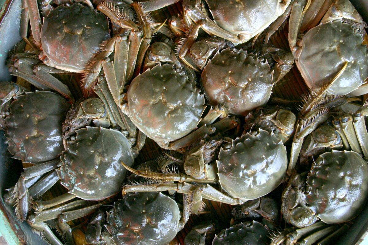 螃蟹买多了如何保鲜？详解活螃蟹保存10天方法