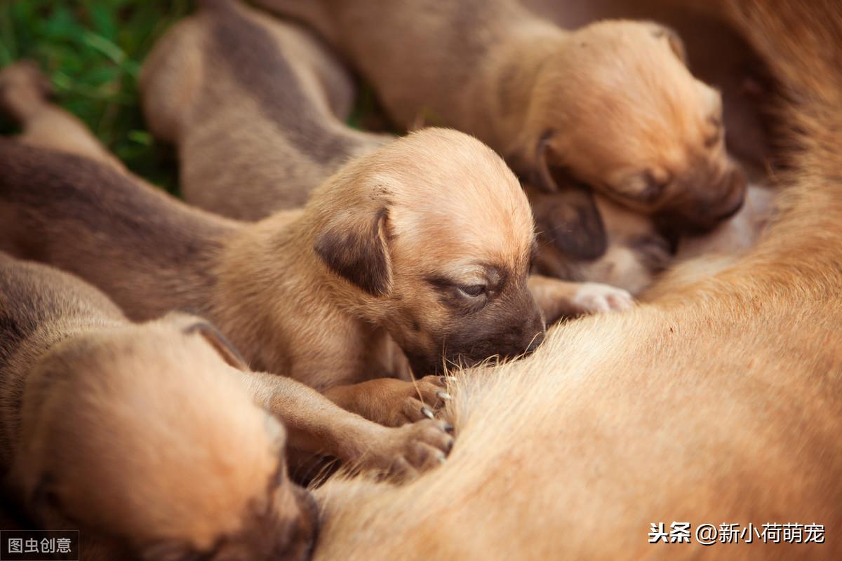 金毛狗仔多少天增开眼睛（宠物狗眼睛护理指南）