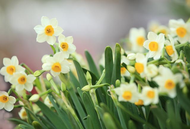 关于水仙花的知识(水仙花的科普知识简短)