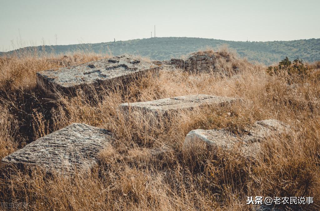 坟地栽什么树人财两旺（有家富人旺之意的3种绿植盘点）