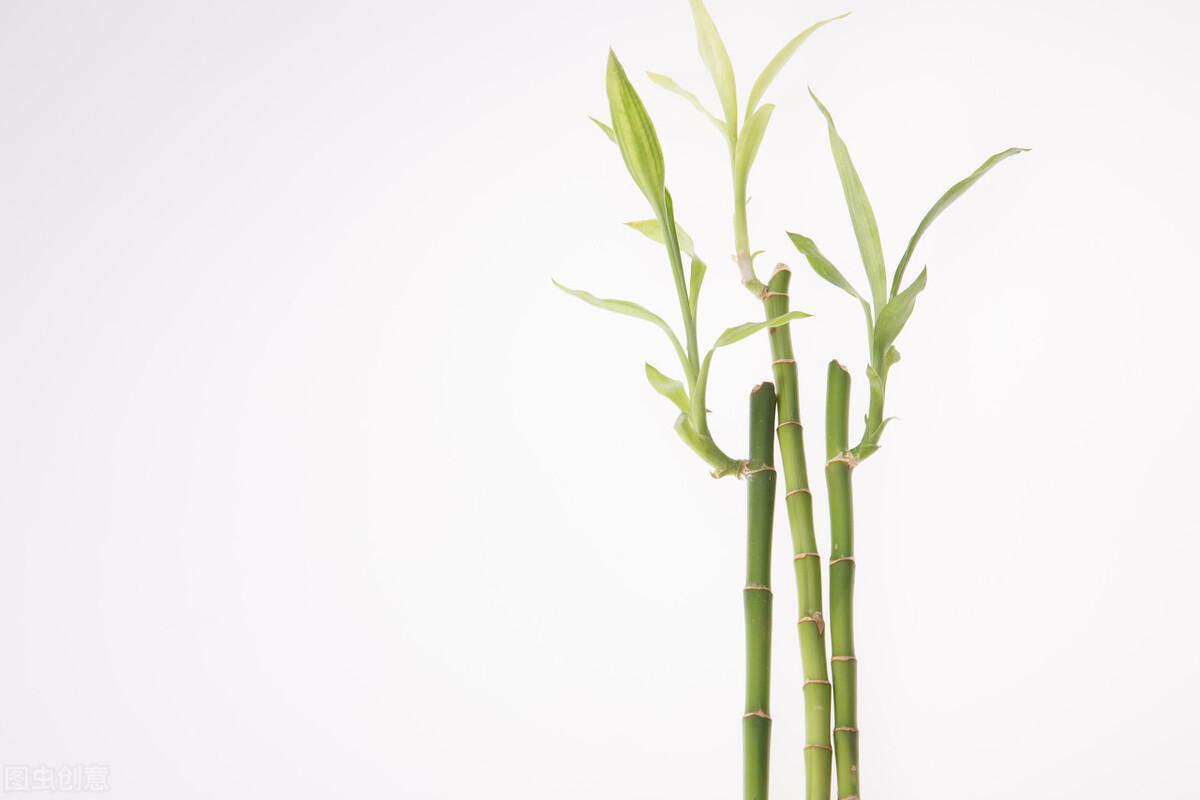 富贵竹怎么养才能更旺盛？家中水养富贵竹的技巧