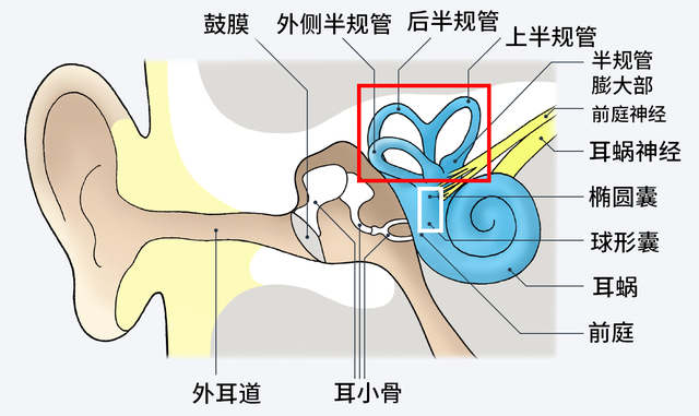 圆窗膜和卵圆窗膜图片