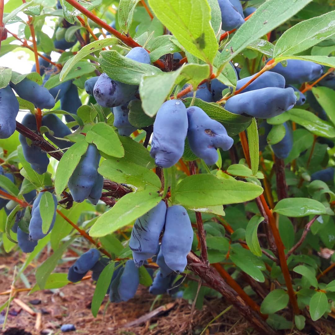 蜜莓是春季最早成熟的水果之一,虽然他们有着悠久的历史,但是 - 114