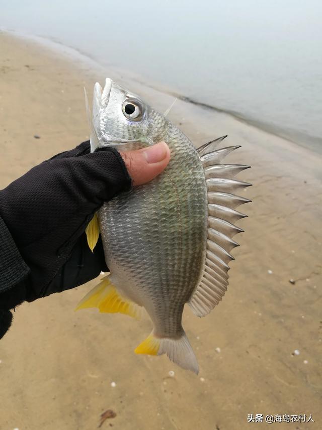 湛江新鲜黄脚辣鱼!#海鲜