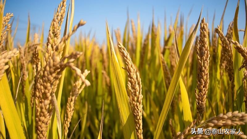 粮食|中国人均粮食占有量在474公斤 粮食安全是有保障的