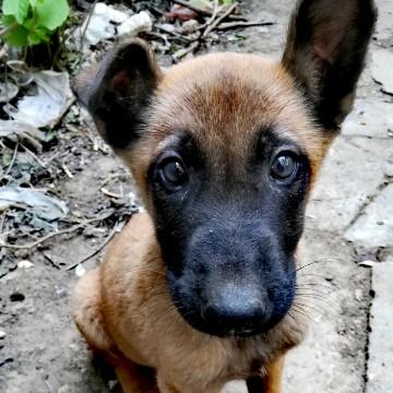 我爱小马犬头像