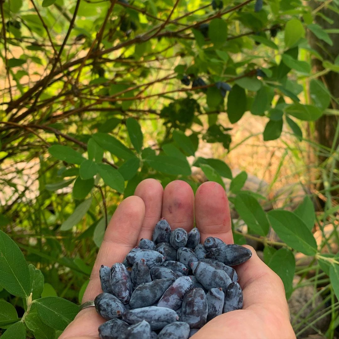 蜜莓是春季最早成熟的水果之一,虽然他们有着悠久的历史,但是 - 114