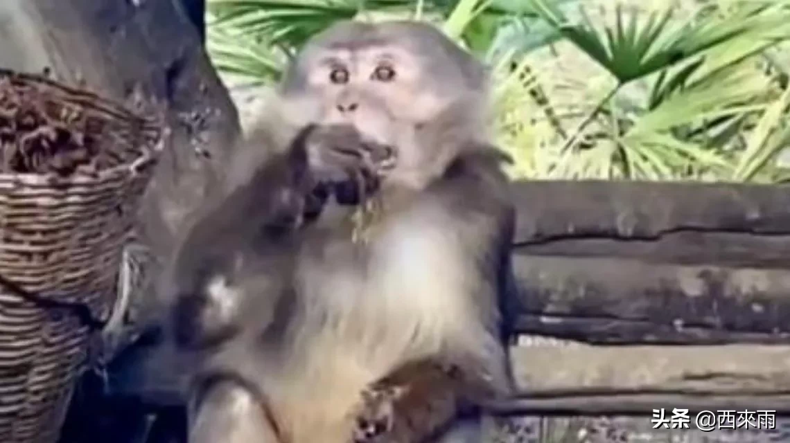 国家|云南发现国家一级保护动物熊猴 正在野生动物临时救助站接受治疗