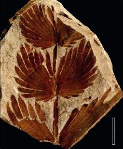 备选:楔叶目[填空1]是草本或藤本植物,叶子楔形,通常为6枚轮生于节部