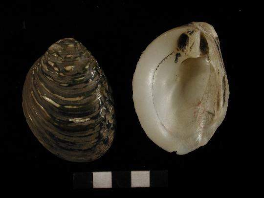 a  丽蚌b  克氏蛤c  前d  后e  双获取标准