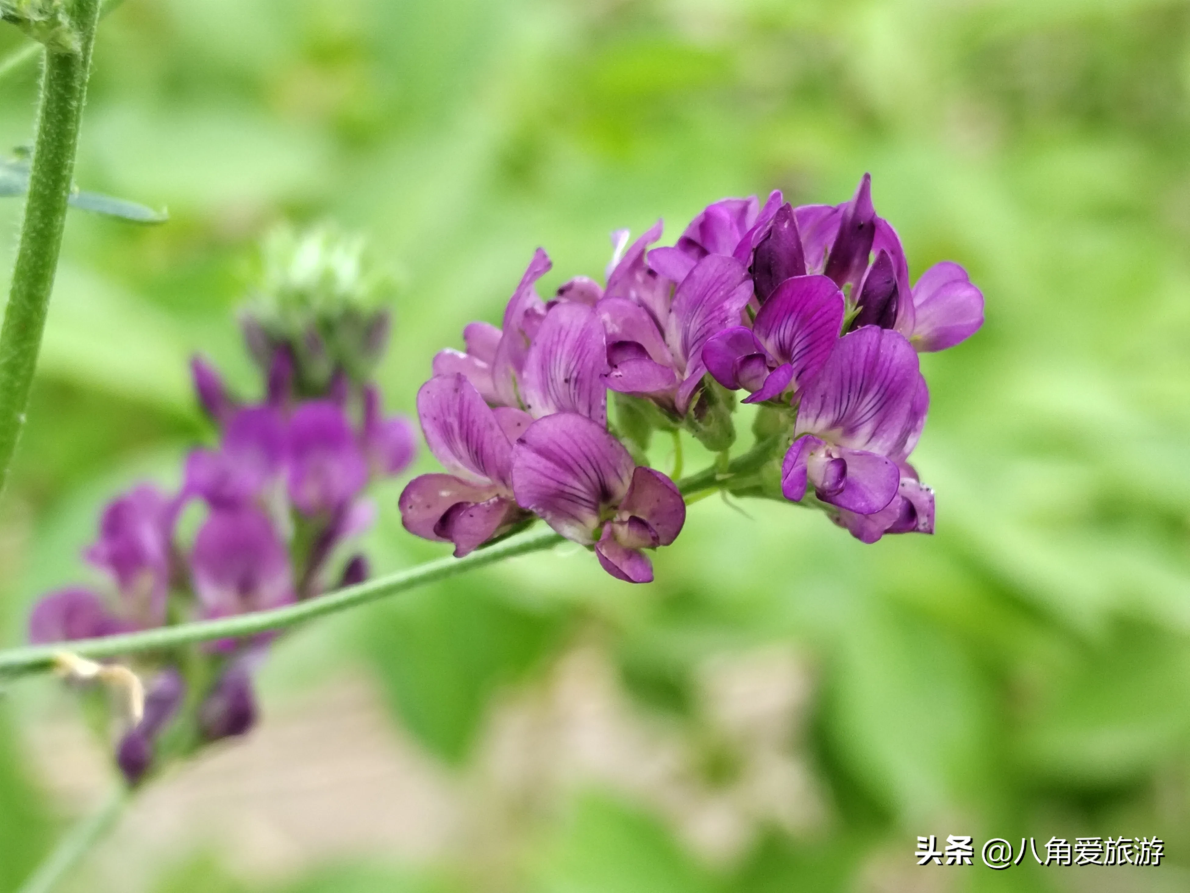 美圖分享 紫苜蓿 苜蓿花的花語是幸運 幸福 希望 苜蓿花也被叫做幸運草 是幸運的象征 可以帶來幸運吉祥 據說 在一大片