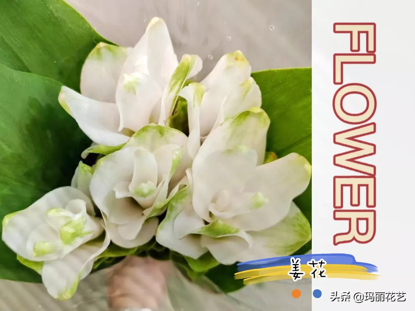 分享鮮花花材姜花圖檔 帶淡淡的清香 不是吃的生姜的花哦 鮮切花 制作花禮的姜花 可愛 就淺過一下夏天吧 真知新坐标 天天看點