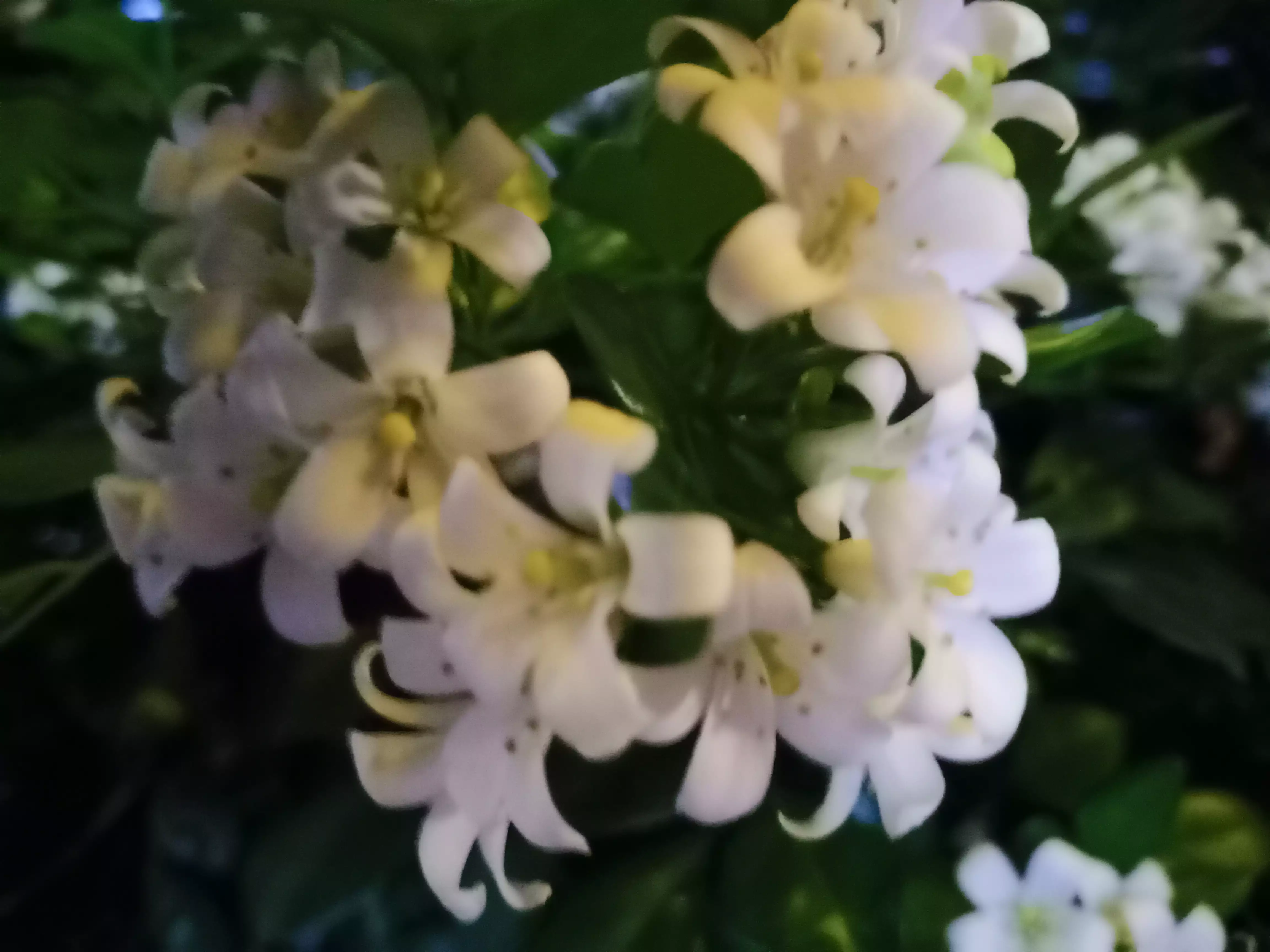 夜来香 花小雪白不显眼 袅娜娉婷朴恬静 若非风吹暗香来 哪能发现夜来香 天天看点