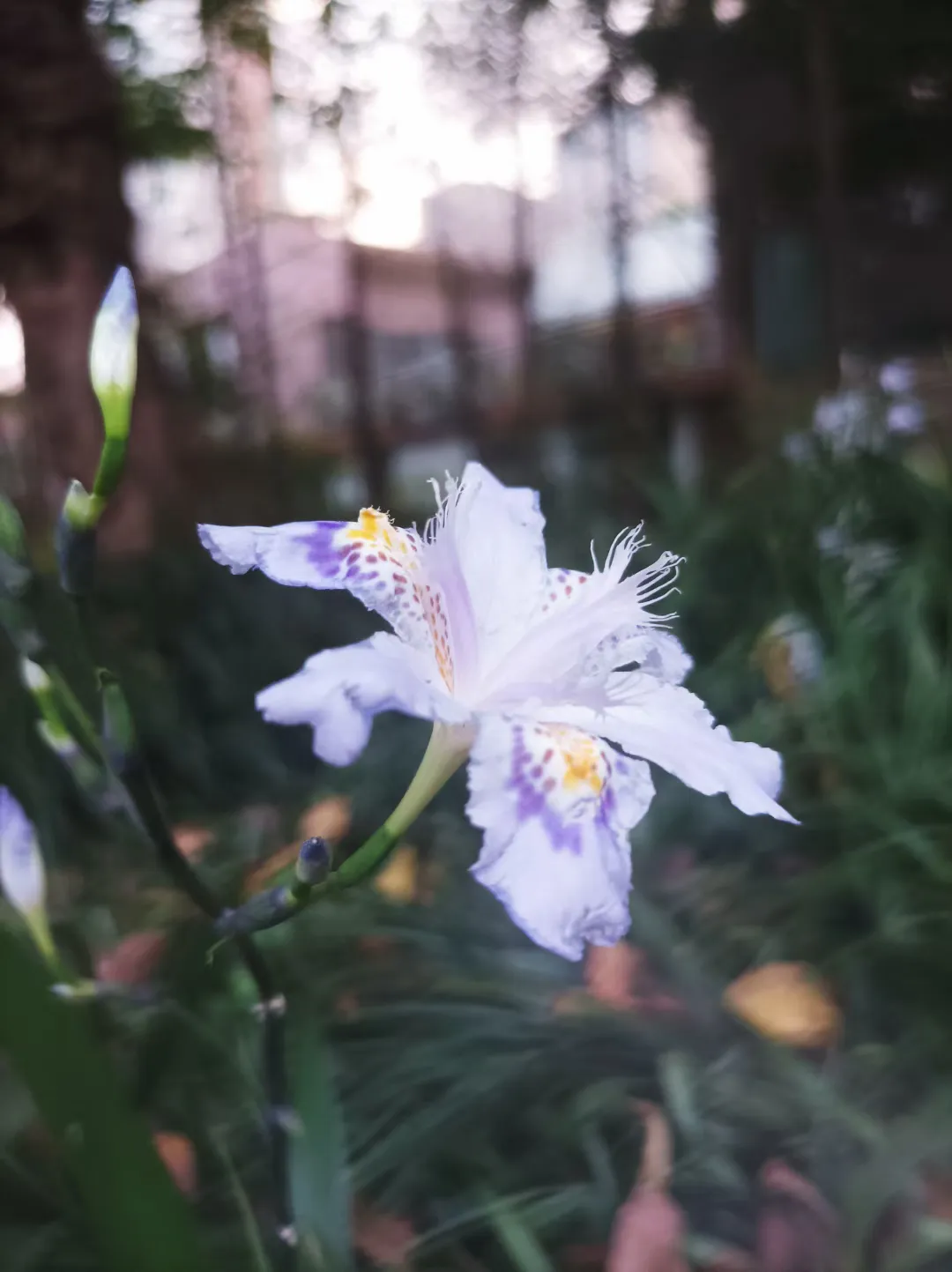 春天的一个晚上 去超市买东西 穿过一条绿荫小道 发现草丛中有一小片紫色鸢尾花非常漂亮 驻足拍下了几张 Me前沿