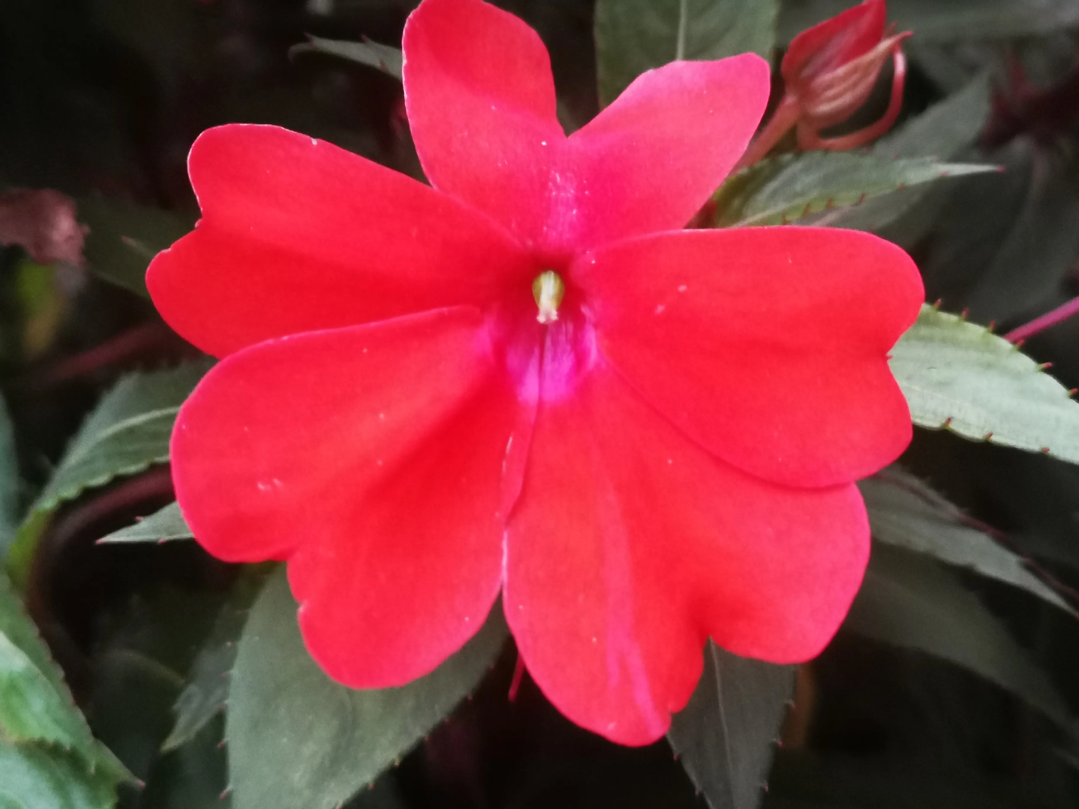 春日记 苏丹凤仙花娇妆细蕊凤仙红 炫酷花坛耀艳从 美色勾引来往客 迷情万种却随风 天天看点