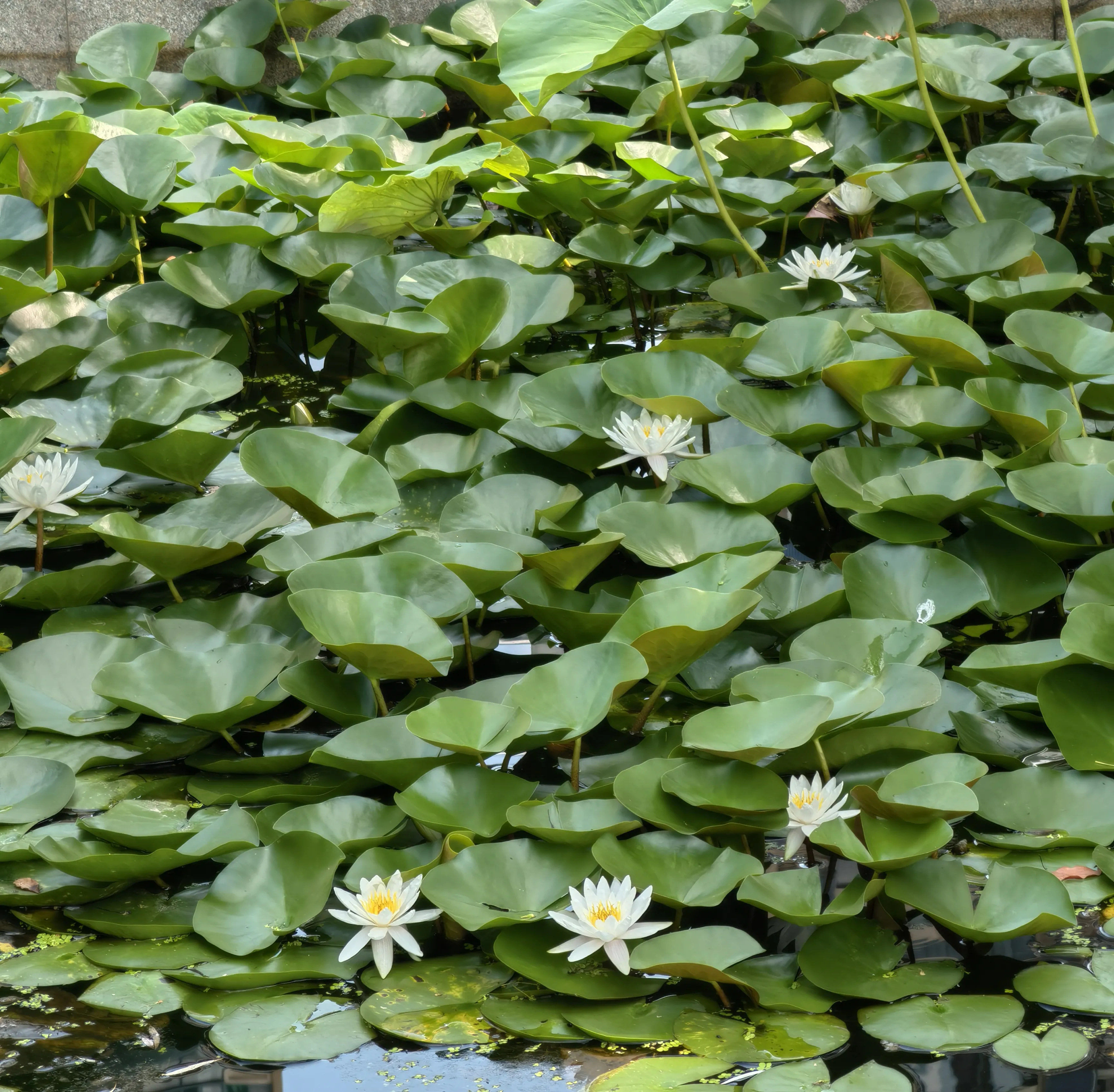 就浅过一下夏天吧 梅雨天不下雨 天天大太阳 池塘里的睡莲又绽放了 菖蒲长的也茂盛 天天看点