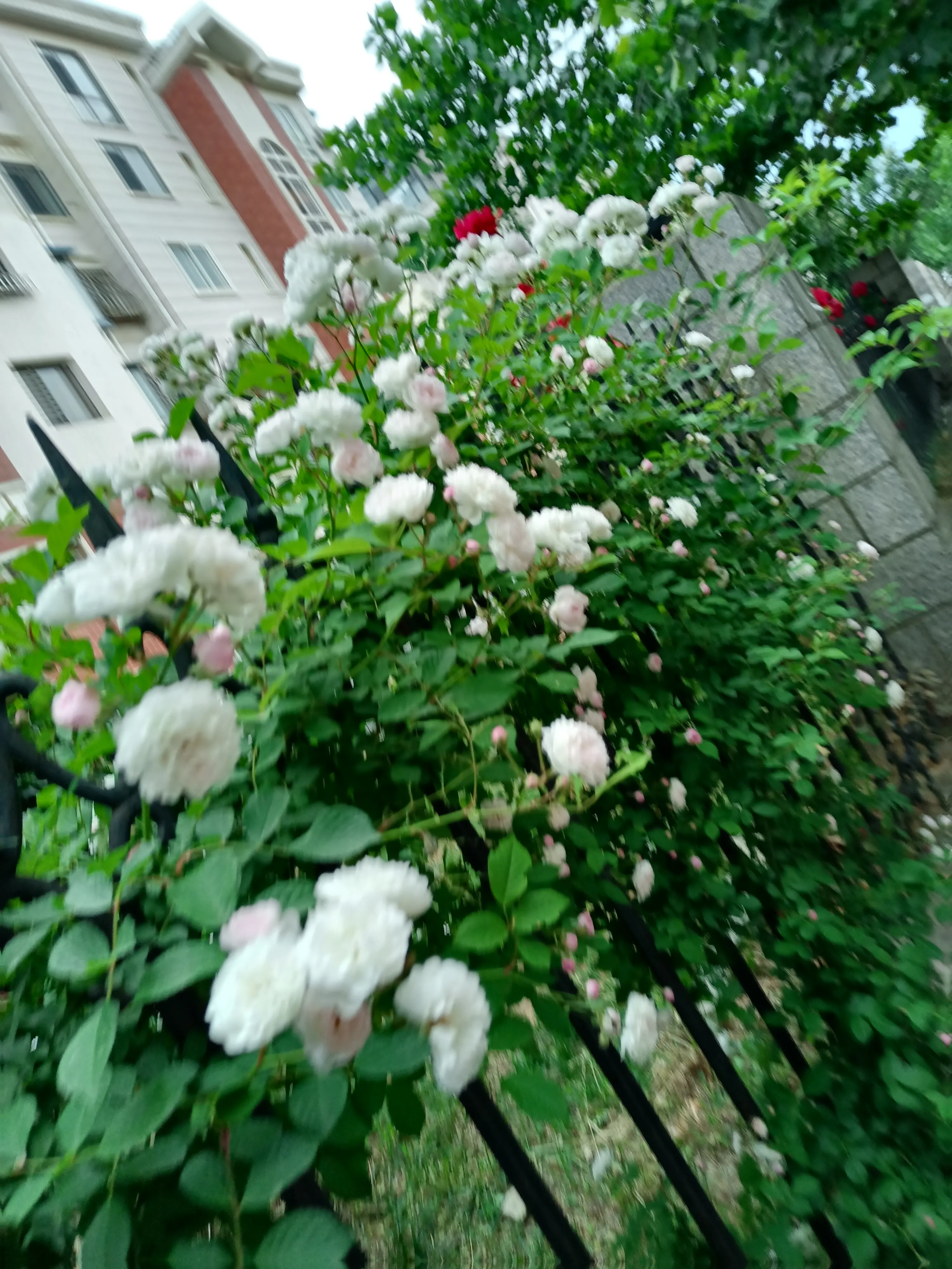 6月7日晨跑見白色薔薇花文 阿力 天天都好朵朵薔薇花 潔白似哈達 傲立栅欄上 芳 香滿天下 天天看點