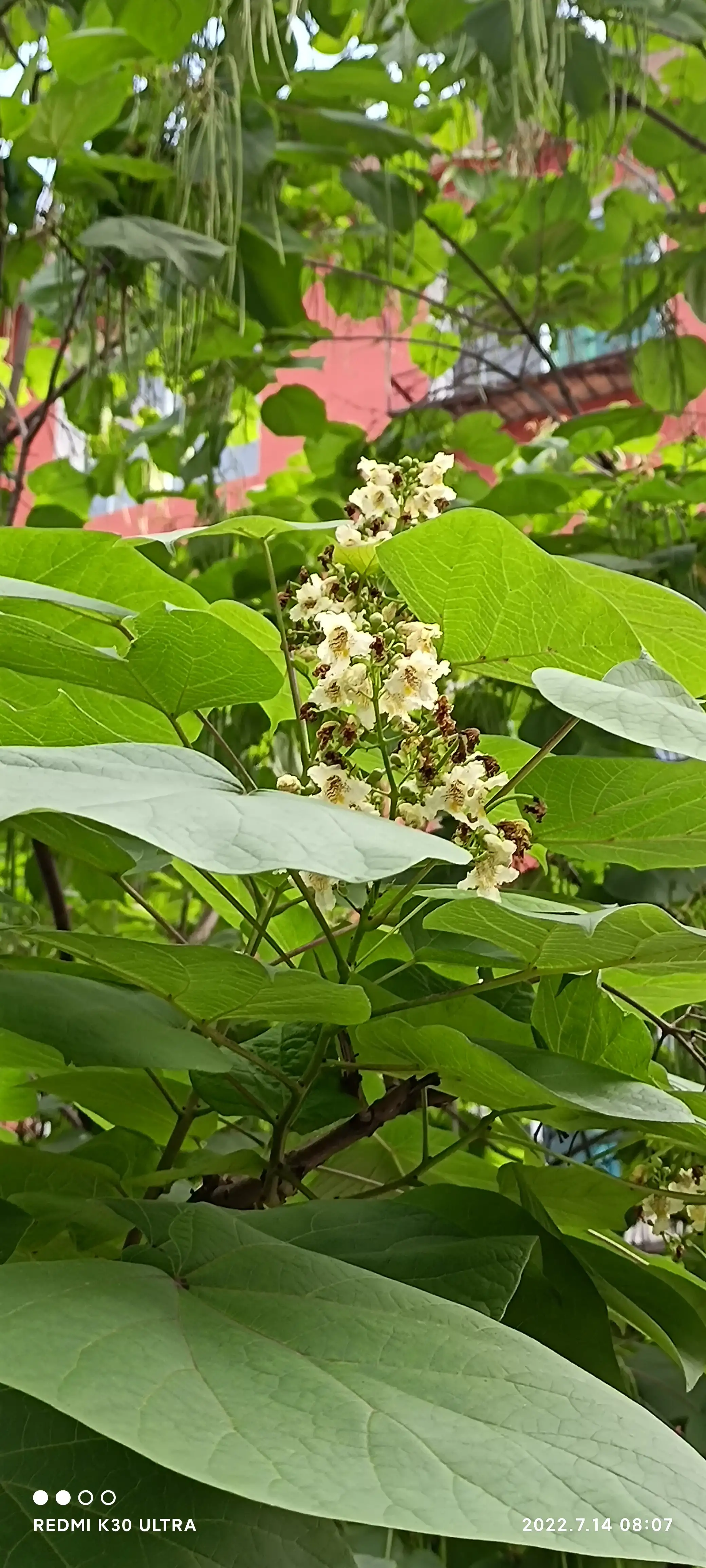 街頭随啪梓樹梓樹的花期真長 從六月初開到現在已經一個多月了 目前除開少量的花 大部已經開始結夾 它的夾狀象豇豆一樣 一根