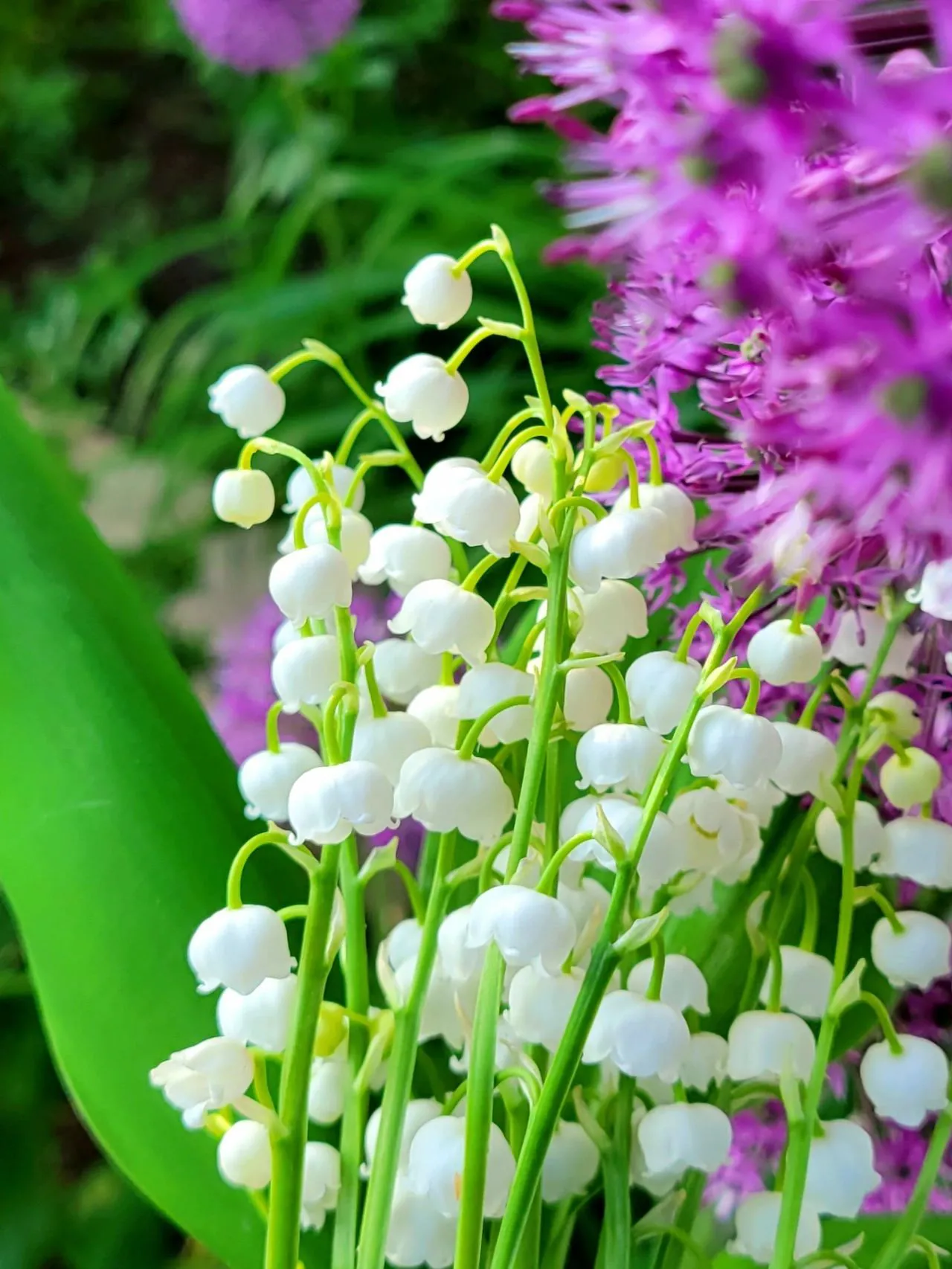 人人能科普 處處有新知 鈴蘭生幽谷 寶潔勝美玉 五月鈴蘭開 香味幽幽來 鈴蘭是山谷之花 是山谷精靈 它吸天地萬物之靈氣