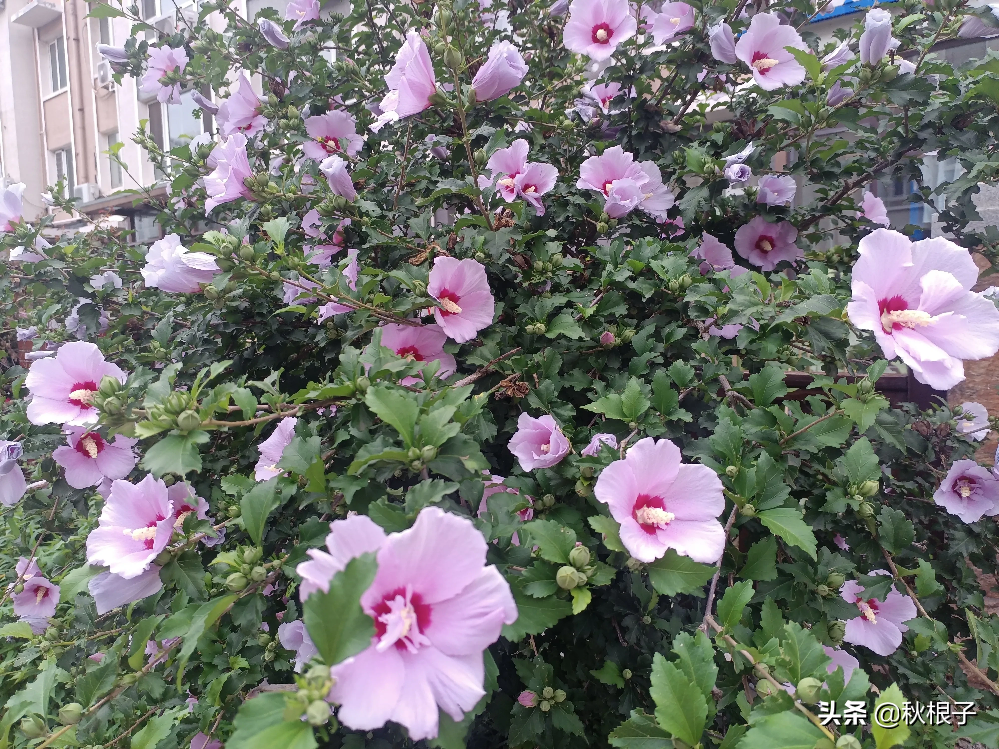 七绝木槿花木槿花开逢大暑 友人门第满庭芳 邻邦国色朝天子 华夏生为一品香 注 木槿中药名朝天子 为韩国 印尼等国国花 天天看点