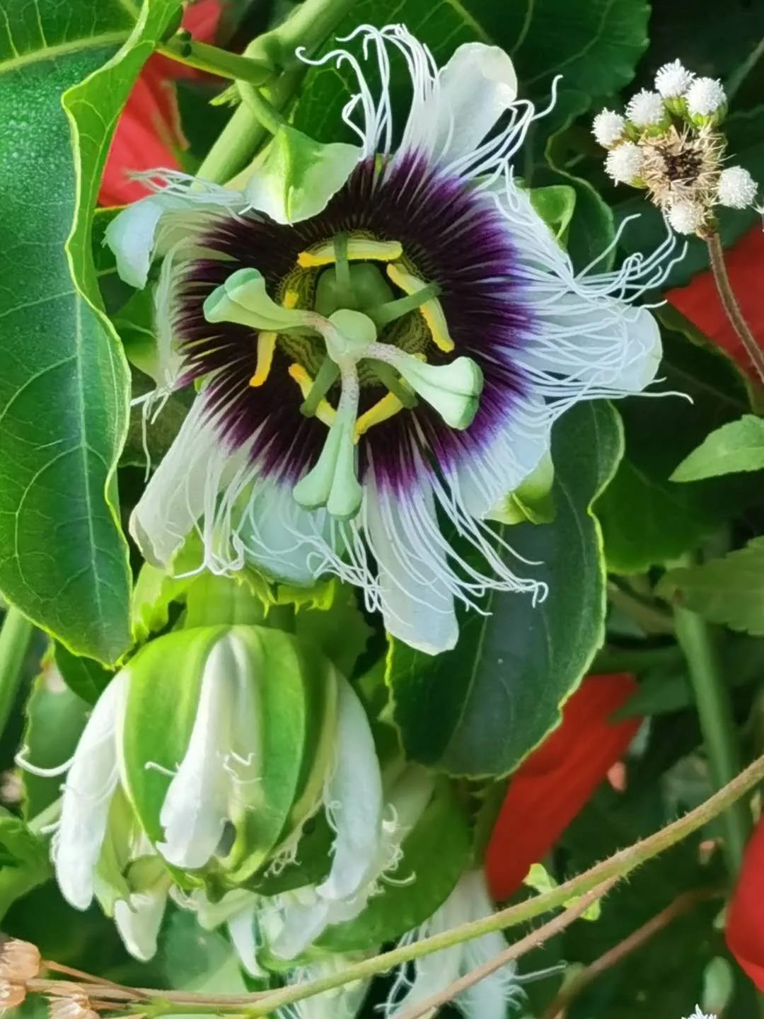 夜来花香夜来香种在营地一隅 直径约两米左右 和板房一样高度 每到夜晚来临 浓郁的香味弥漫在空中 沁人心脾 刚开始闻到花香