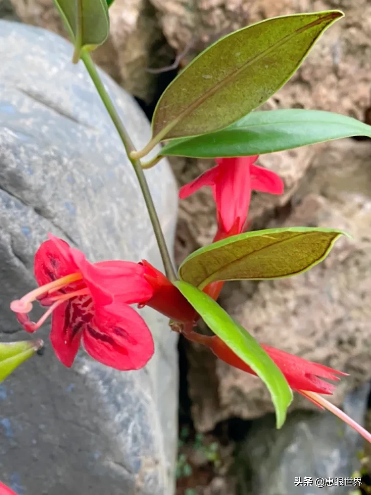 口紅花 芒毛苣苔 芒毛苣苔是苦苣苔家族的一員 花苞似口紅形狀 大紅色的花冠從鐘狀筒形的花萼中慢慢抽出 徜徉在綠葉群中