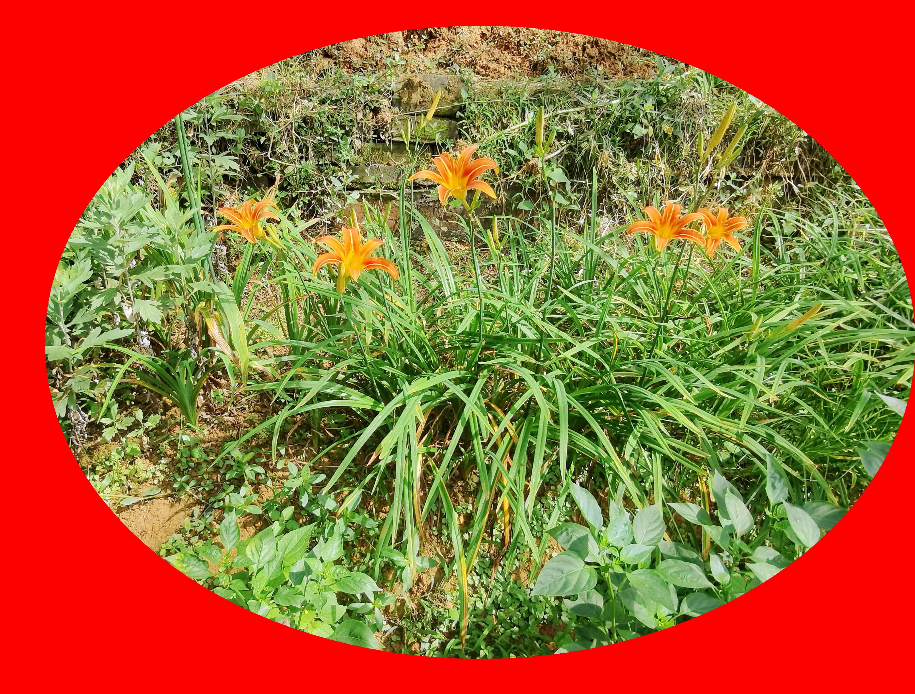 學花 賞花 萱草開的花不僅十分的美麗 十分的鮮豔 而且具有較高的觀賞價值 食用價值萱草屬多年生宿根草本 别名衆多 有 天天看點