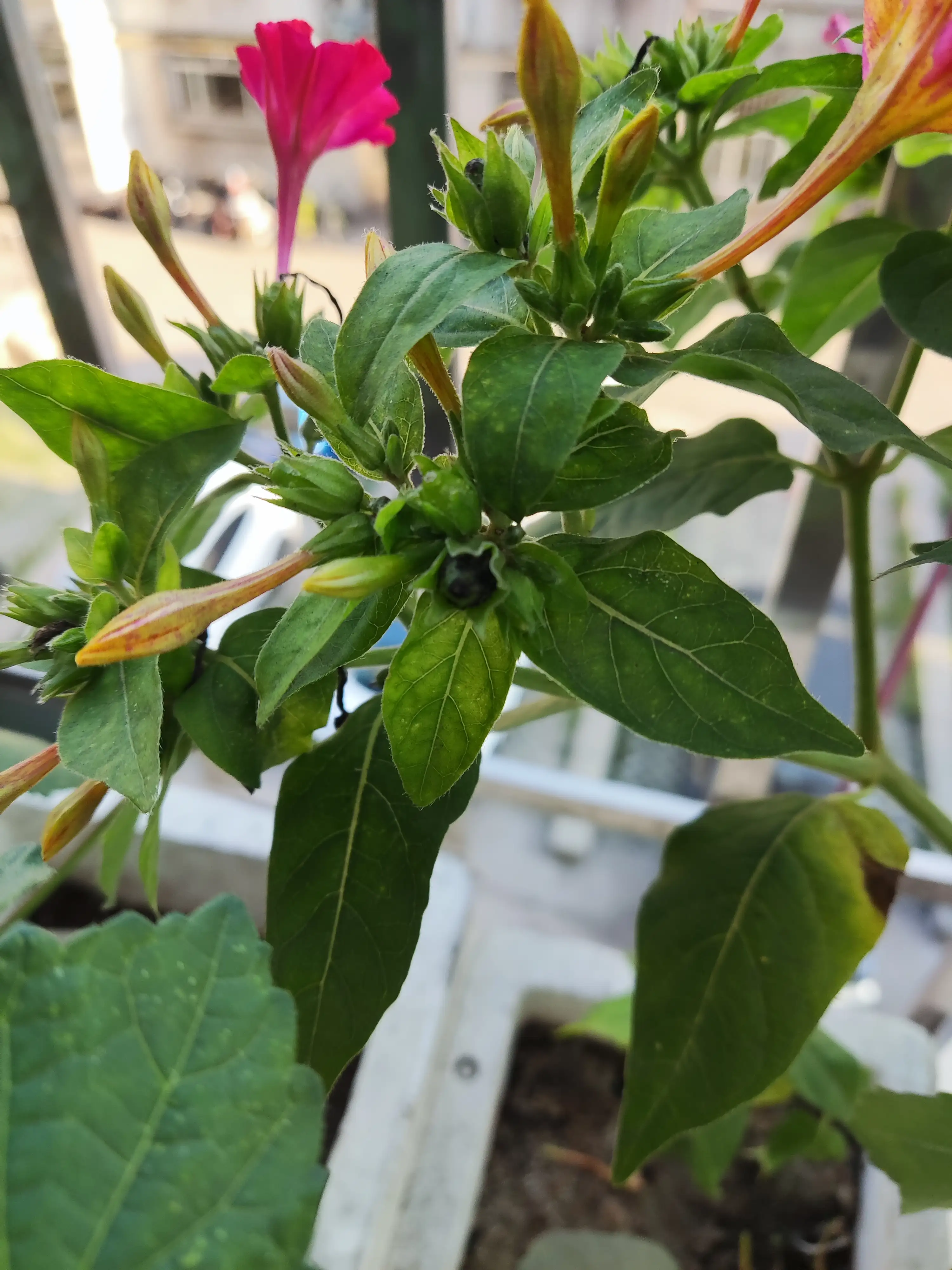 越夜越美丽 怪不得它还有另外一个名字 夜来香 它非常好养 颜色多变 轻轻松松可以养到爆花 遗憾的是白天不会开花 今年低