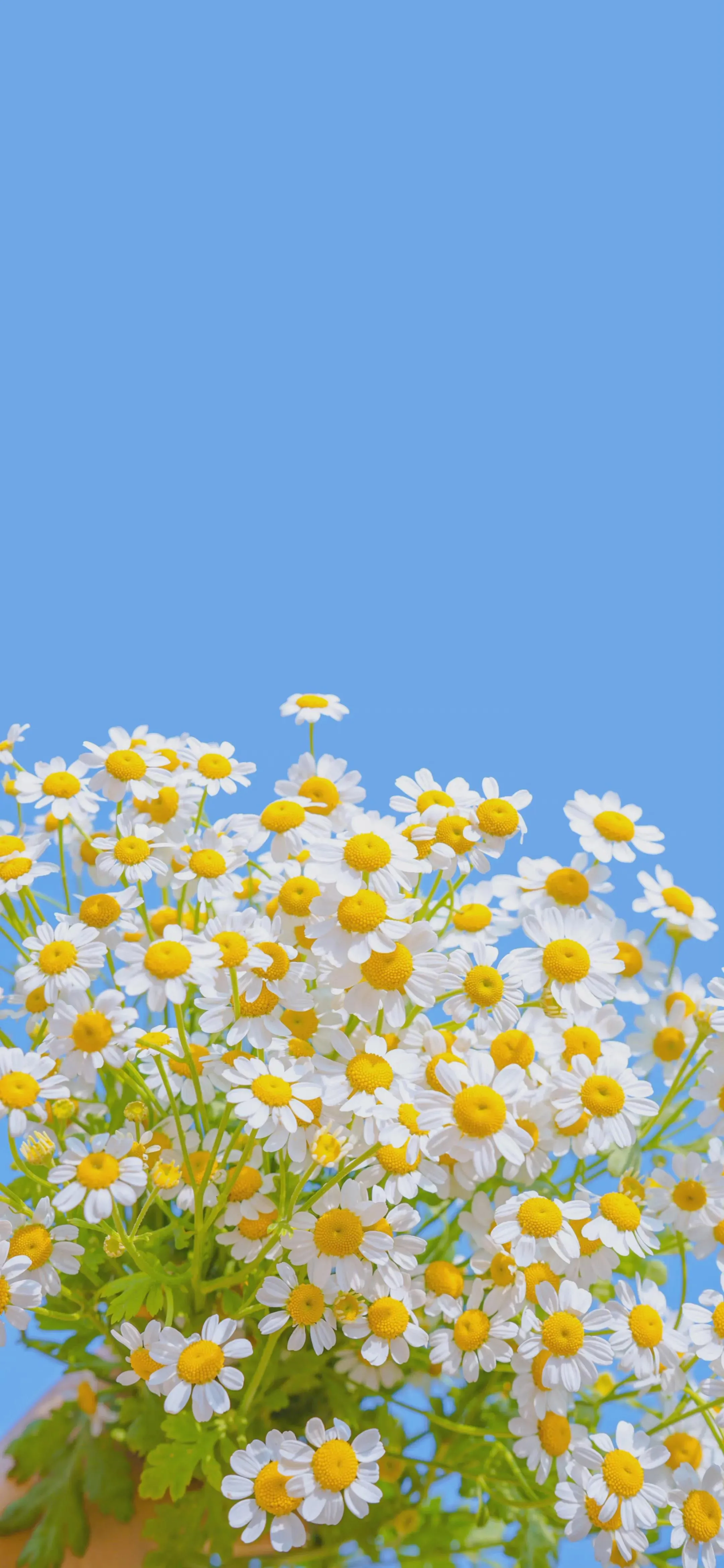 意大利的國花 你想到了嗎 具有君子的風度和天真爛漫的風采花語 天真 和平 希望 純潔的美以及深藏心裡的愛 天天看點