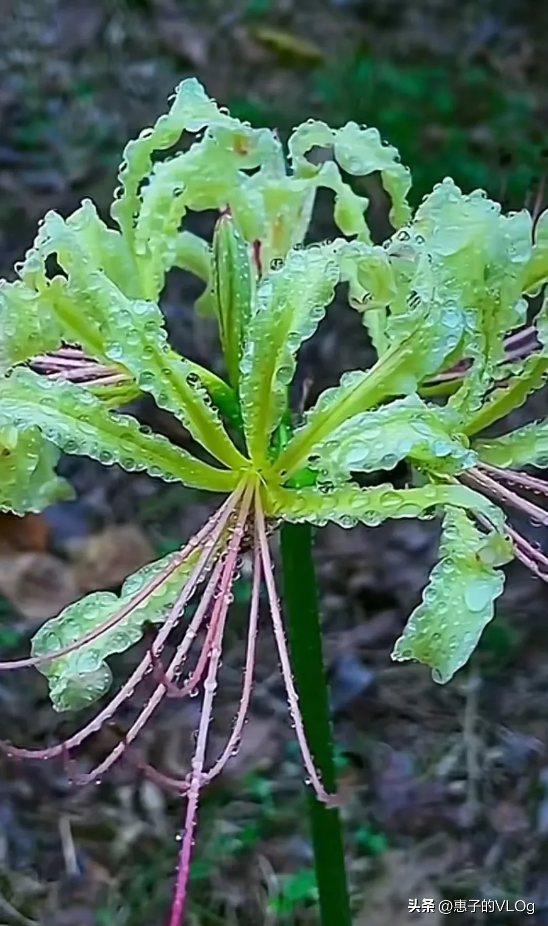 多彩彼岸花花姿優美 五彩缤紛絢麗多彩 婀娜多姿彼岸花開開彼岸 花開葉落三千年 縱使花葉永不見 入骨相思在忘川 打卡挑戰