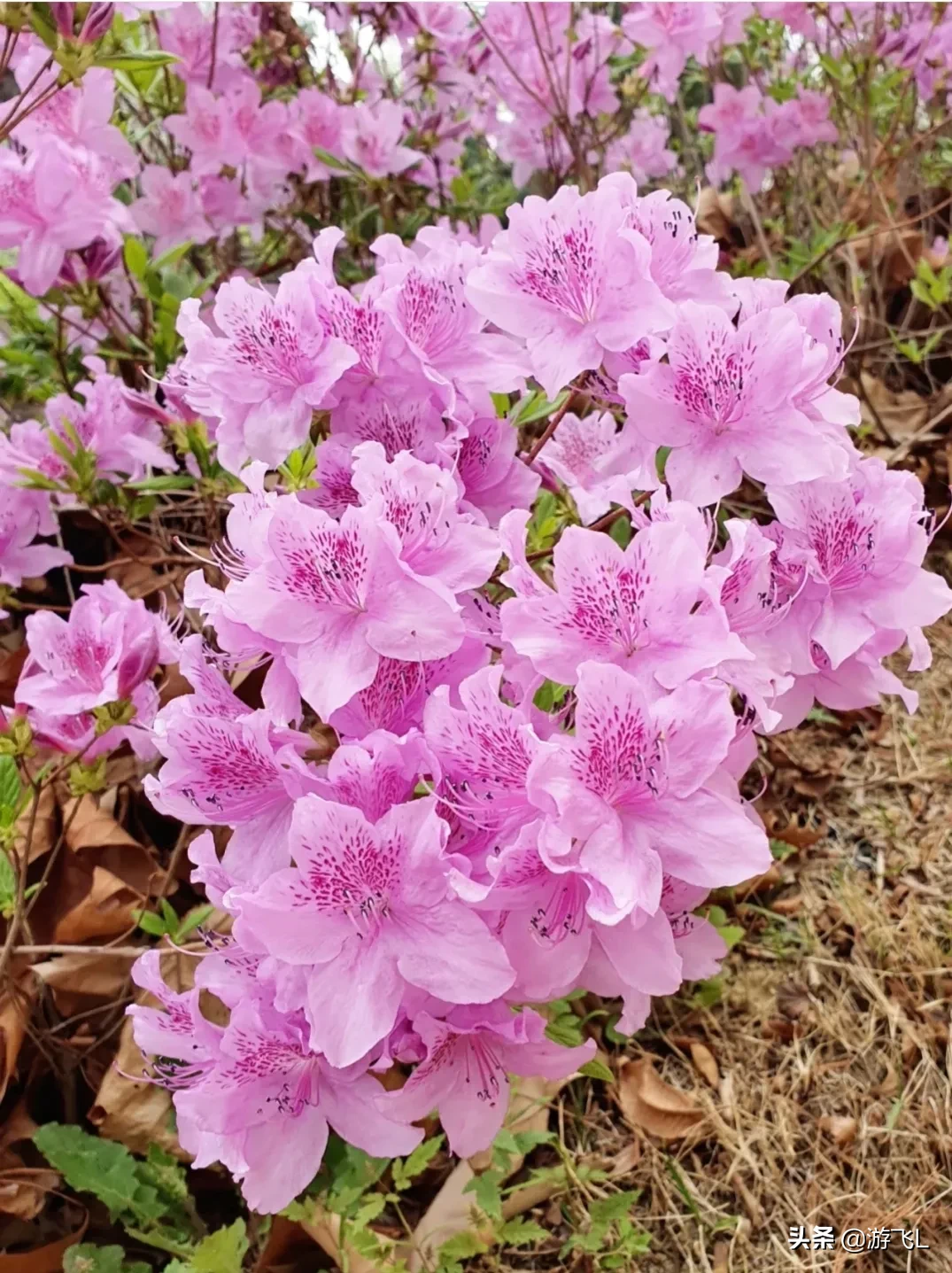 分享图片 美丽的粉色杜鹃花花团锦簇 浮花浪蕊花枝招展 粉嫩娇美花红柳绿 迎风吐艳娇媚的粉色 华丽而缤纷 温暖 快乐 甜 天天看点