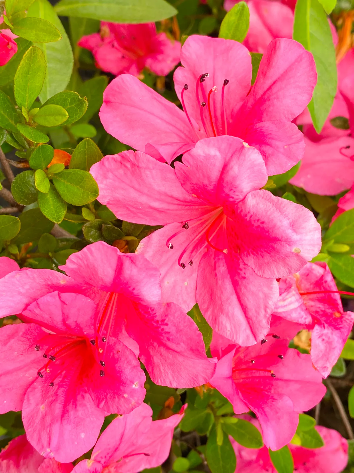 浪漫五月天 初夏時節 杜鵑花還在盛開 鮮豔奪目 紅色浪漫 初夏時節的杜鵑花和春天的不一樣 花朵變小了 顔色變紫紅色了 天天看點